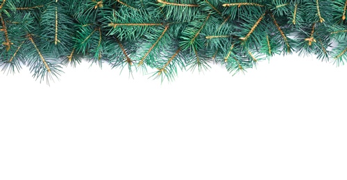 Photo of Christmas tree branches on white background, top view. Space for text