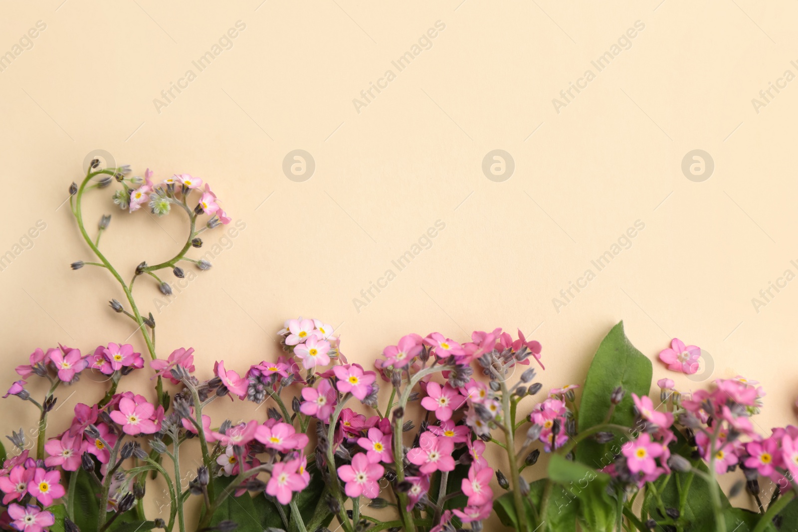 Photo of Beautiful pink forget-me-not flowers on beige background, flat lay. Space for text