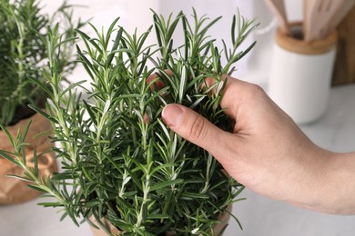Woman picking aromatic green rosemary sprig indoors, closeup