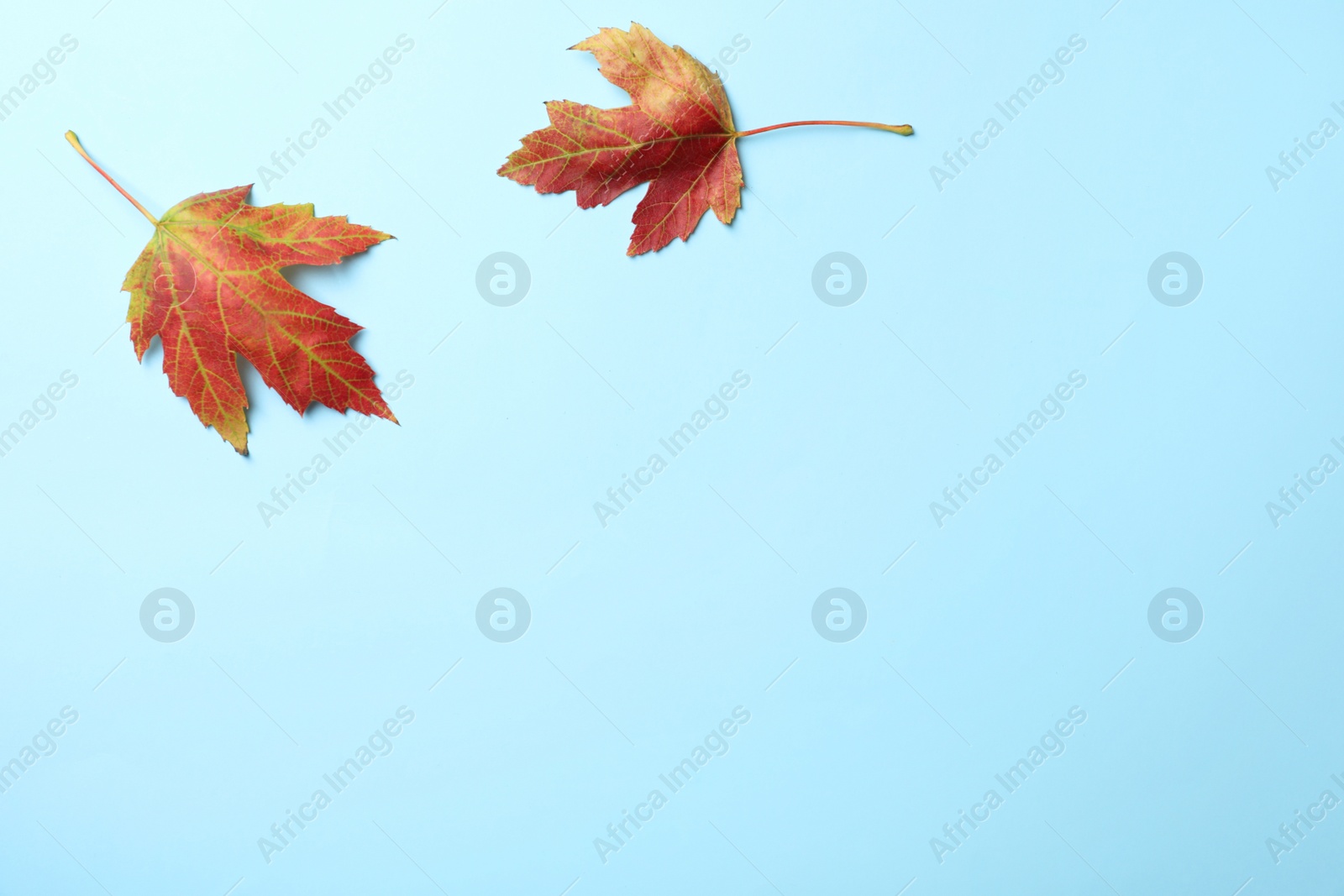 Photo of Colorful autumn leaves on light blue background, flat lay. Space for text