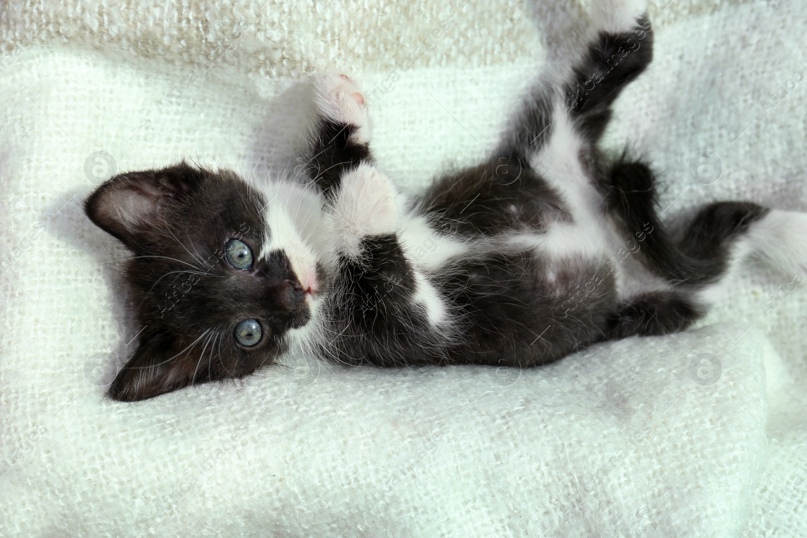 Photo of Cute baby kitten lying on cozy blanket