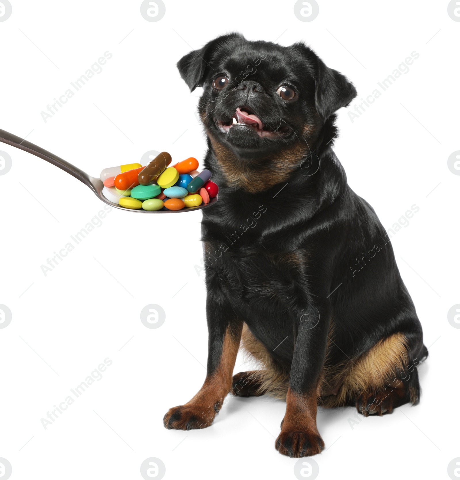 Image of Adorable black Petit Brabancon dog and spoon full of different pills on white background. Vitamins for animal 