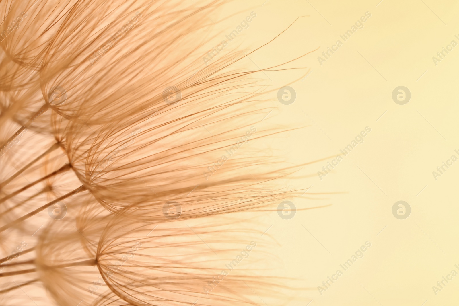 Photo of Beautiful fluffy dandelion flower on beige background, closeup. Space for text