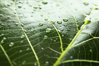 Beautiful green leaf with water drops, closeup