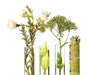 Photo of Different plants in test tubes on white background