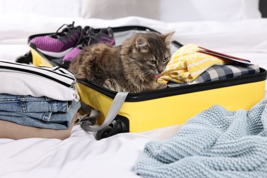 Photo of Travel with pet. Clothes, cat and suitcase on bed indoors