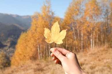 Photo of Woman holding beautiful leaf outdoors on autumn day, closeup