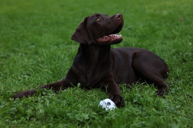 Photo of Adorable Labrador Retriever dog with ball on green grass in park