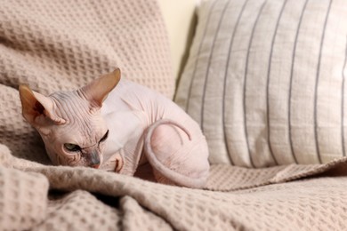 Photo of Beautiful Sphynx cat relaxing on sofa at home, space for text. Lovely pet