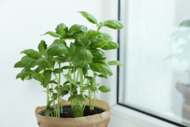 Photo of Fresh potted basil on windowsill indoors, closeup. Space for text