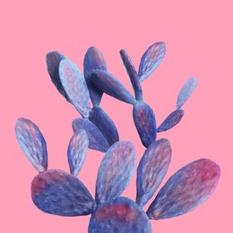 Image of Blue cactus on pink background. Creative design