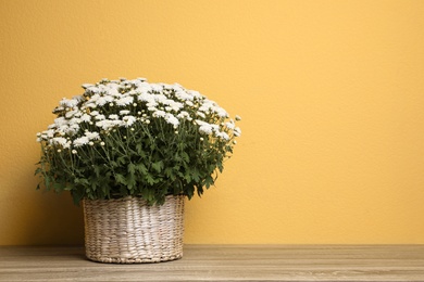 Photo of Basket with fresh white chrysanthemum flowers on wooden table against yellow background. Space for text