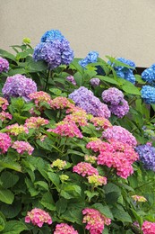 Photo of Blooming hydrangea plant with beautiful colorful flowers in garden