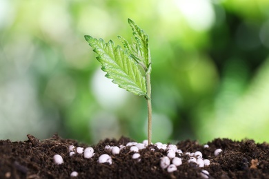 Photo of Growing plant and fertilizer on soil against blurred background. Gardening time