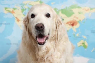 Photo of Cute golden retriever sitting near world map. Travelling with pet