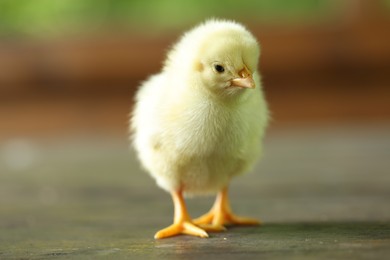Photo of Cute chick on wooden surface, closeup. Baby animal