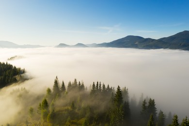 Image of Beautiful landscape with thick mist and forest in mountains. Drone photography