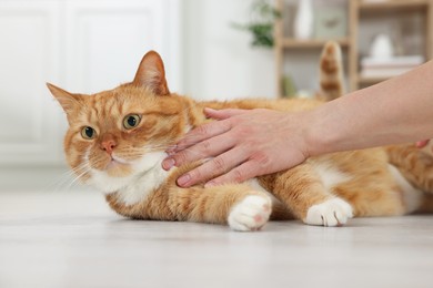 Photo of Woman petting cute ginger cat on floor at home, closeup