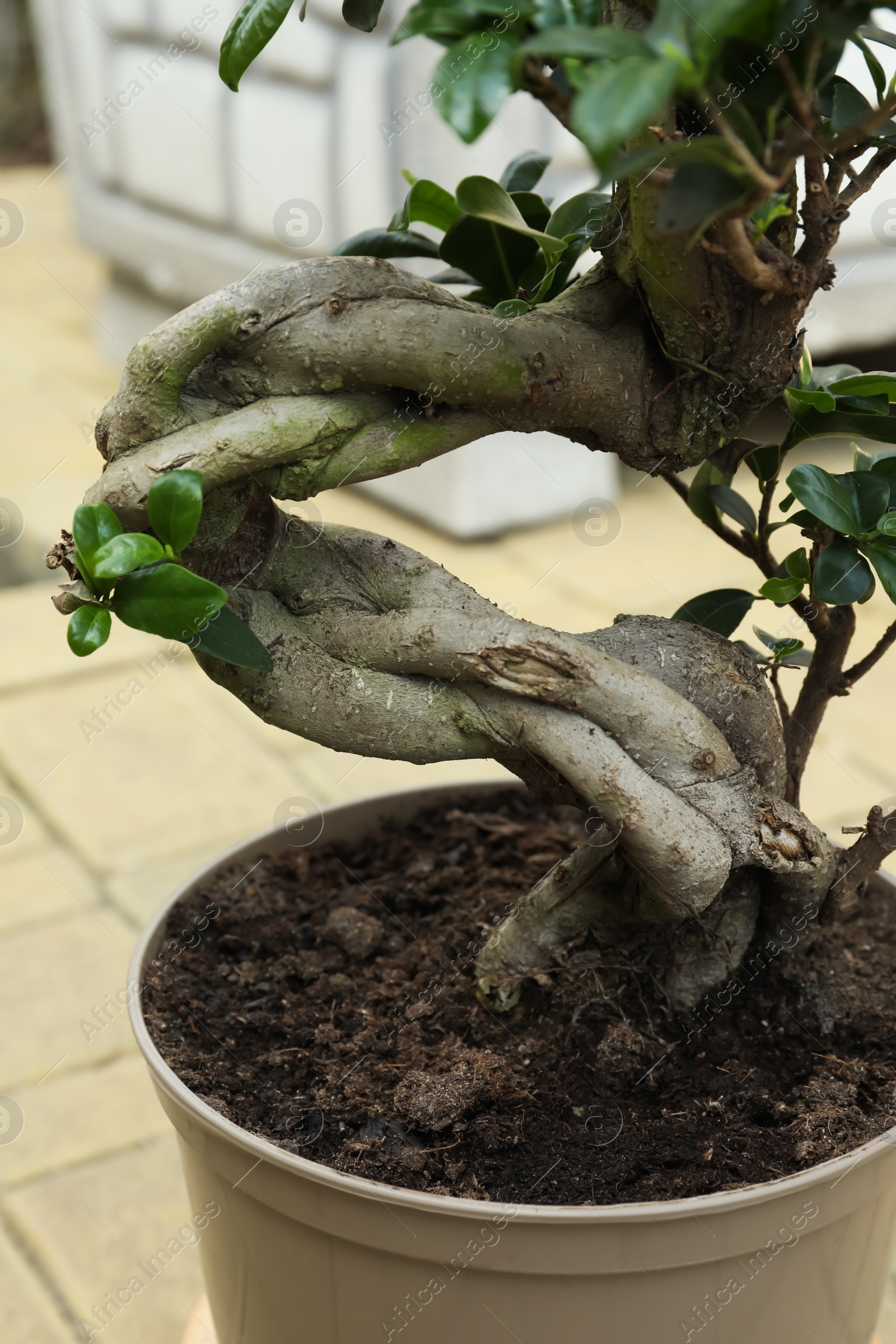 Photo of Beautiful potted Bonsai tree in garden. Landscape design