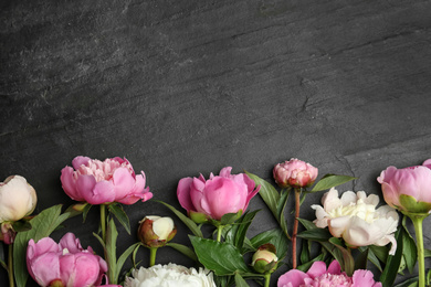 Photo of Beautiful peonies on black slate table, flat lay. Space for text