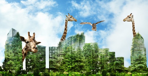 Image of Double exposure of natural scenery with giraffes and buildings in city, banner design