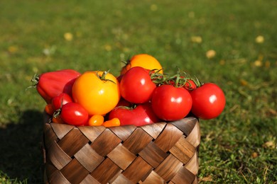 Photo of Basket with fresh tomatoes on green grass outdoors