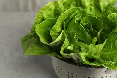 Colander with fresh green romaine lettuces on light grey table, closeup. Space for text