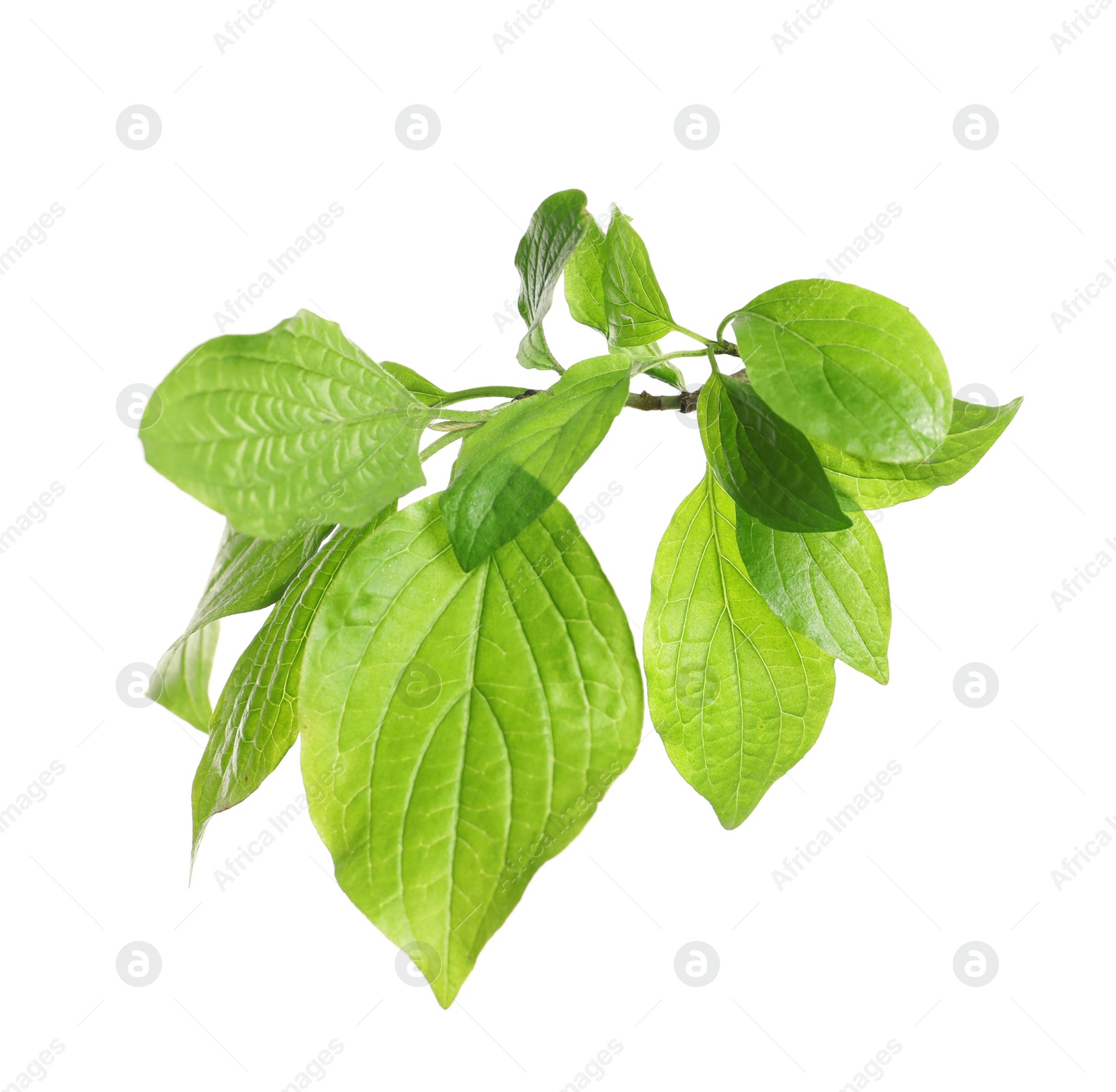 Photo of Branch with green leaves on white background