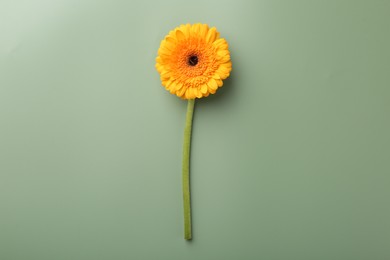 Photo of Beautiful orange gerbera flower on pale green background, top view