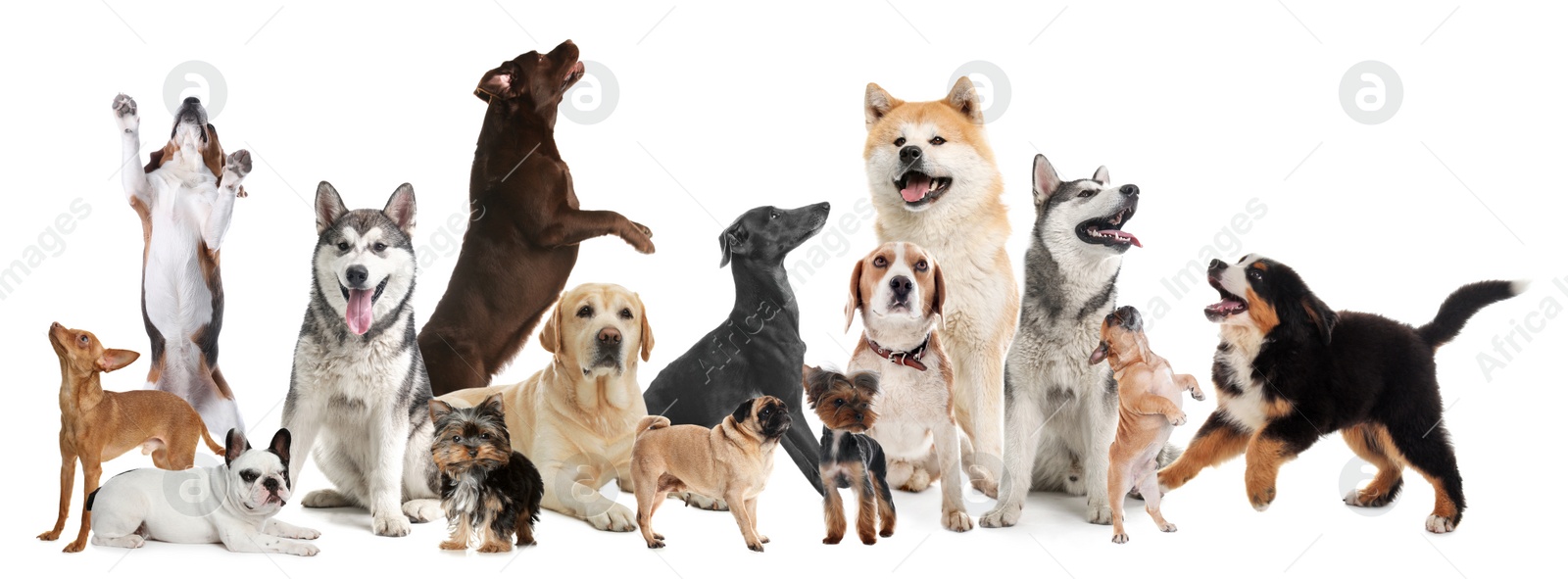 Image of Collage with different dogs on white background. Banner design