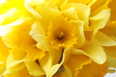 Photo of Beautiful daffodils as background, closeup. Fresh spring flowers