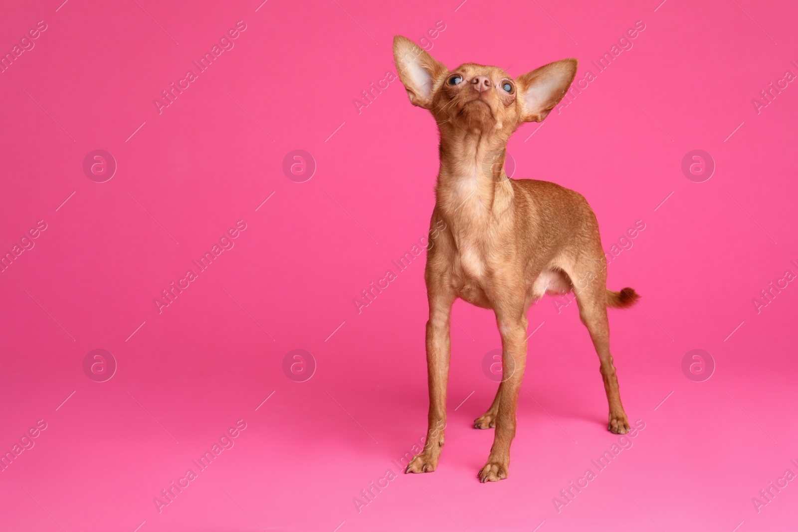 Photo of Cute toy terrier on color background, space for text. Domestic dog