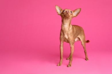 Photo of Cute toy terrier on color background, space for text. Domestic dog