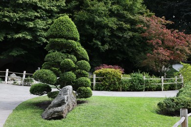 Photo of Beautiful green decorative tree and stone in park