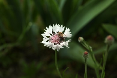 Bee on beautiful pink cornflower outdoors, closeup