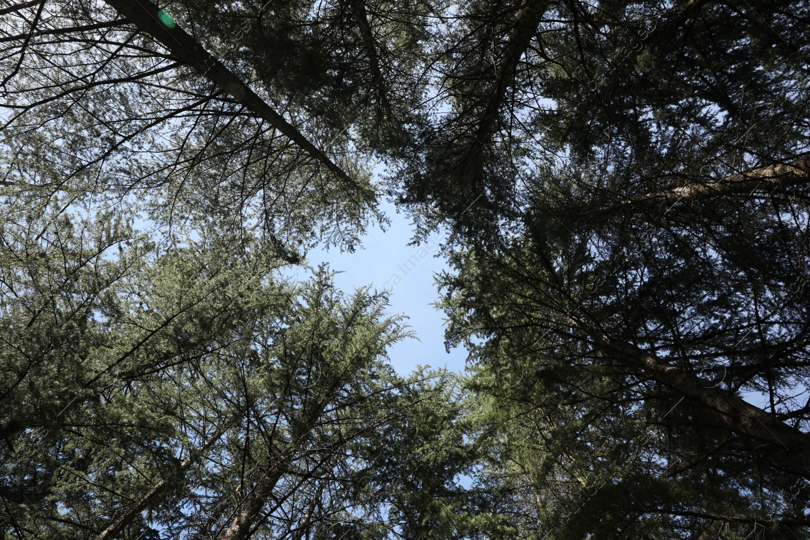 Photo of Beautiful sky through coniferous tree branches, low angle view