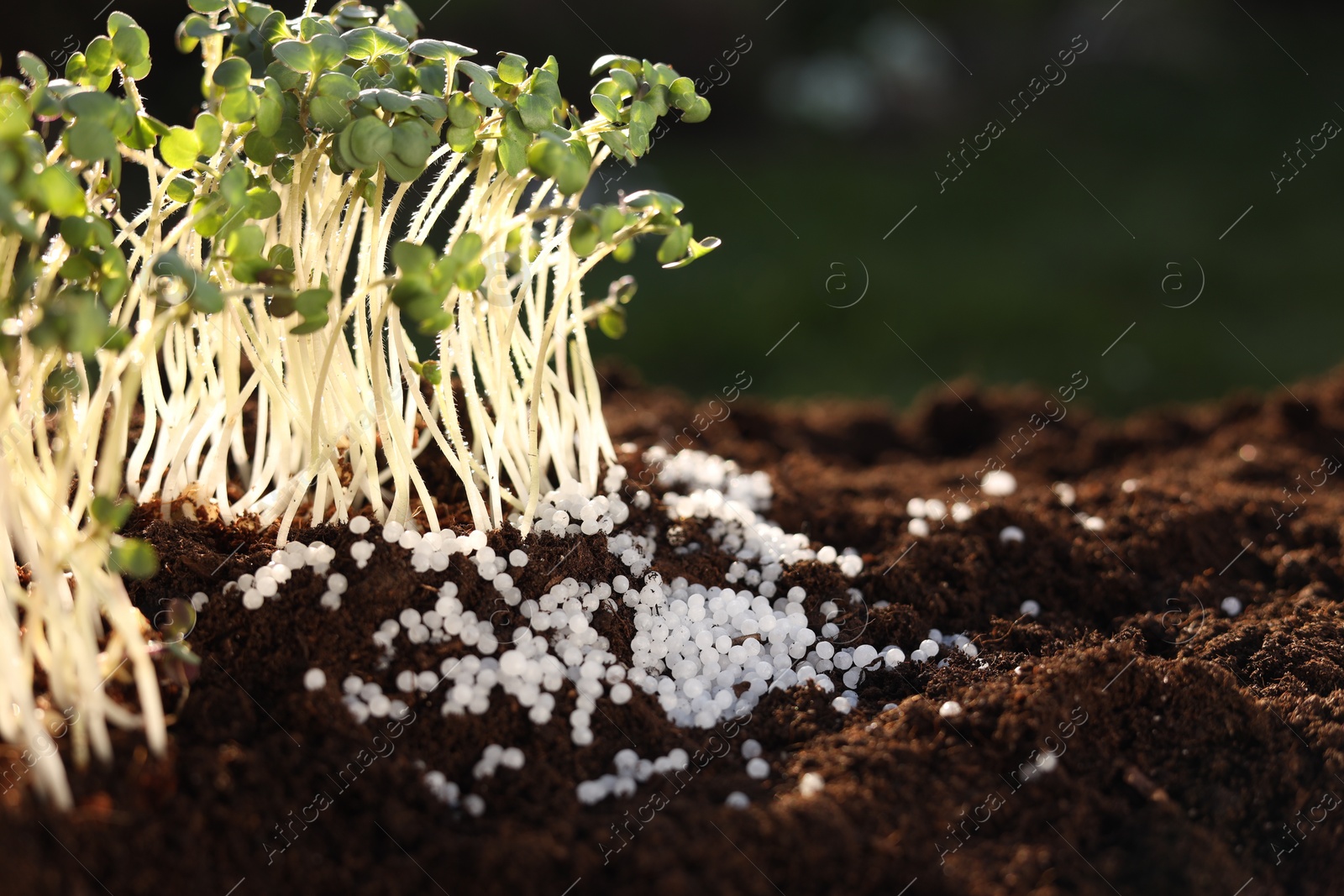 Photo of Young microgreens growing in soil with granulated fertilizer outdoors, closeup. Space for text