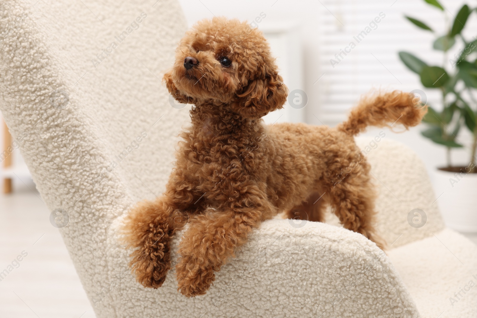 Photo of Cute Maltipoo dog on comfortable armchair at home. Lovely pet