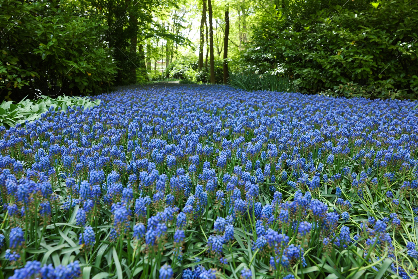 Photo of Many beautiful muscari flowers in park. Spring season