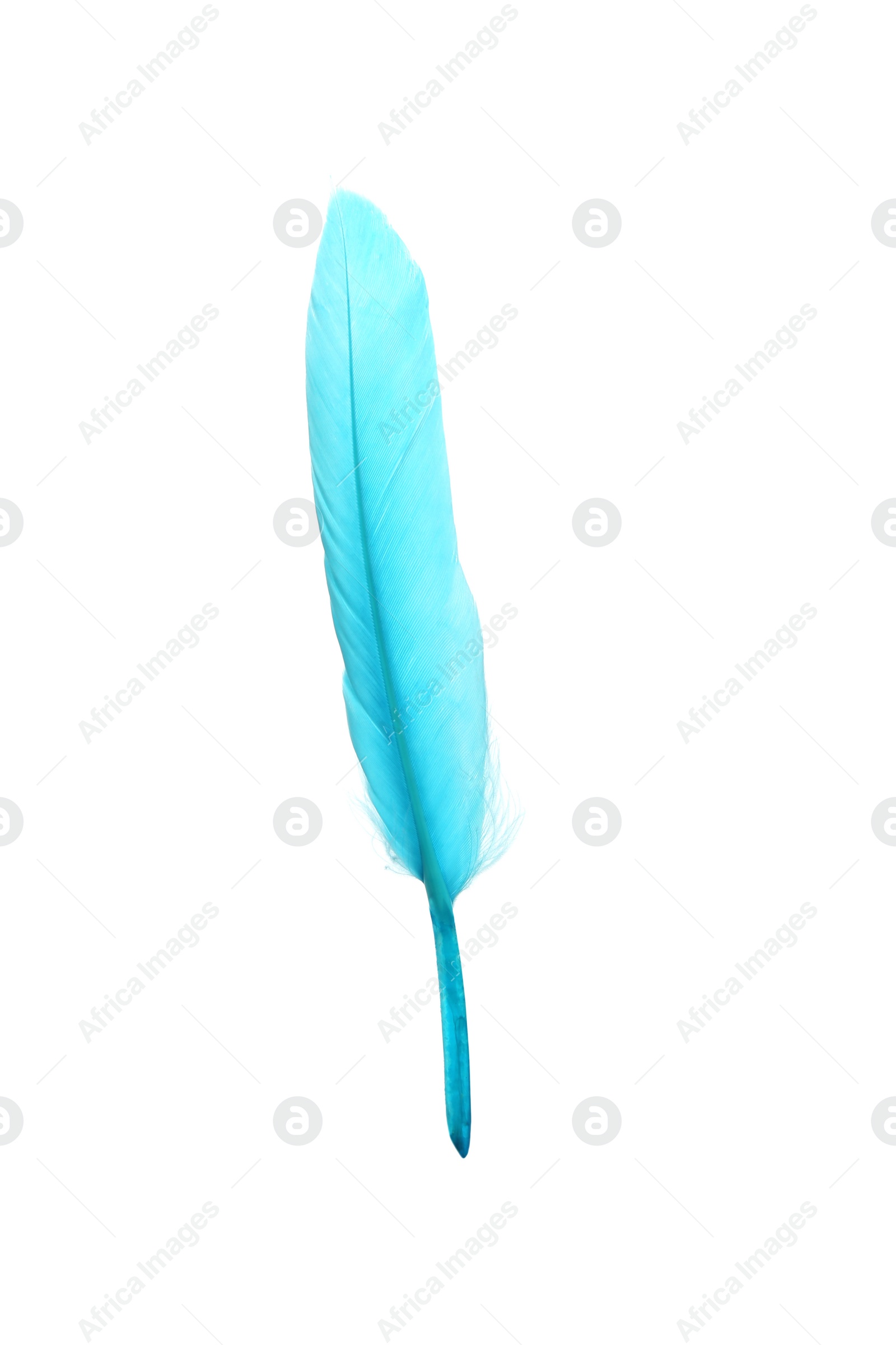 Photo of Beautiful light blue feather isolated on white