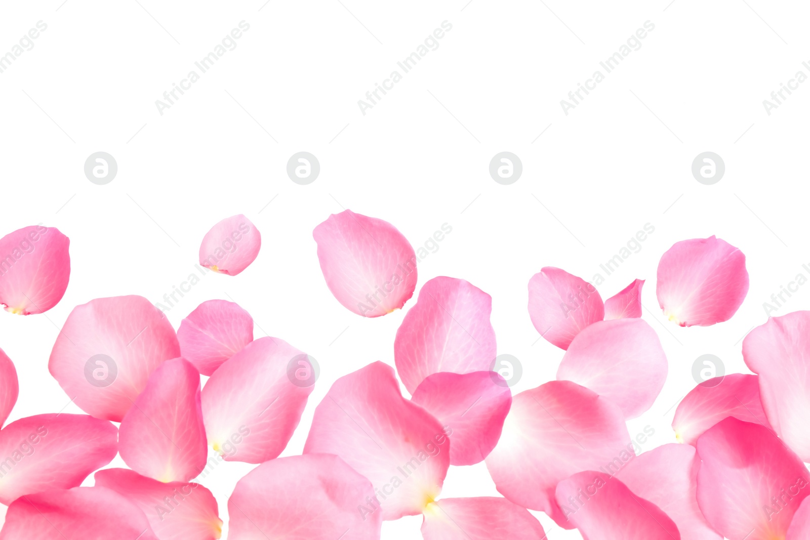 Photo of Fresh pink rose petals on white background, top view