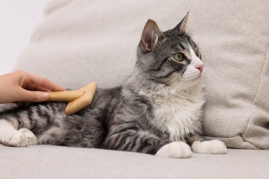 Photo of Woman brushing her cute cat on sofa at home, closeup