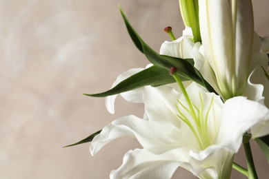 Photo of Beautiful lilies on light brown background, closeup view. Space for text