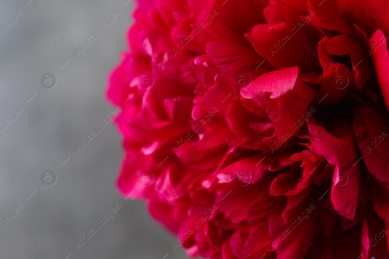 Photo of Beautiful red peony on grey background, closeup