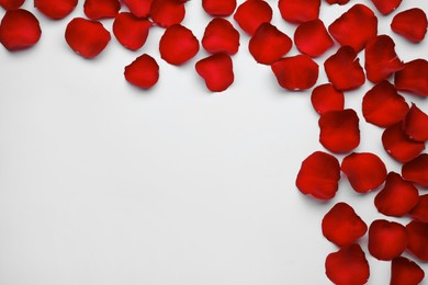 Red rose petals on white background, top view