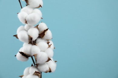 Beautiful cotton branch with fluffy flowers on light blue background, space for text