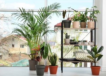 Different green potted plants near window at home