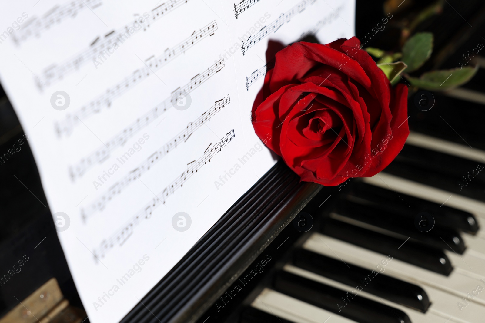 Photo of Beautiful red rose and musical notes on piano, closeup