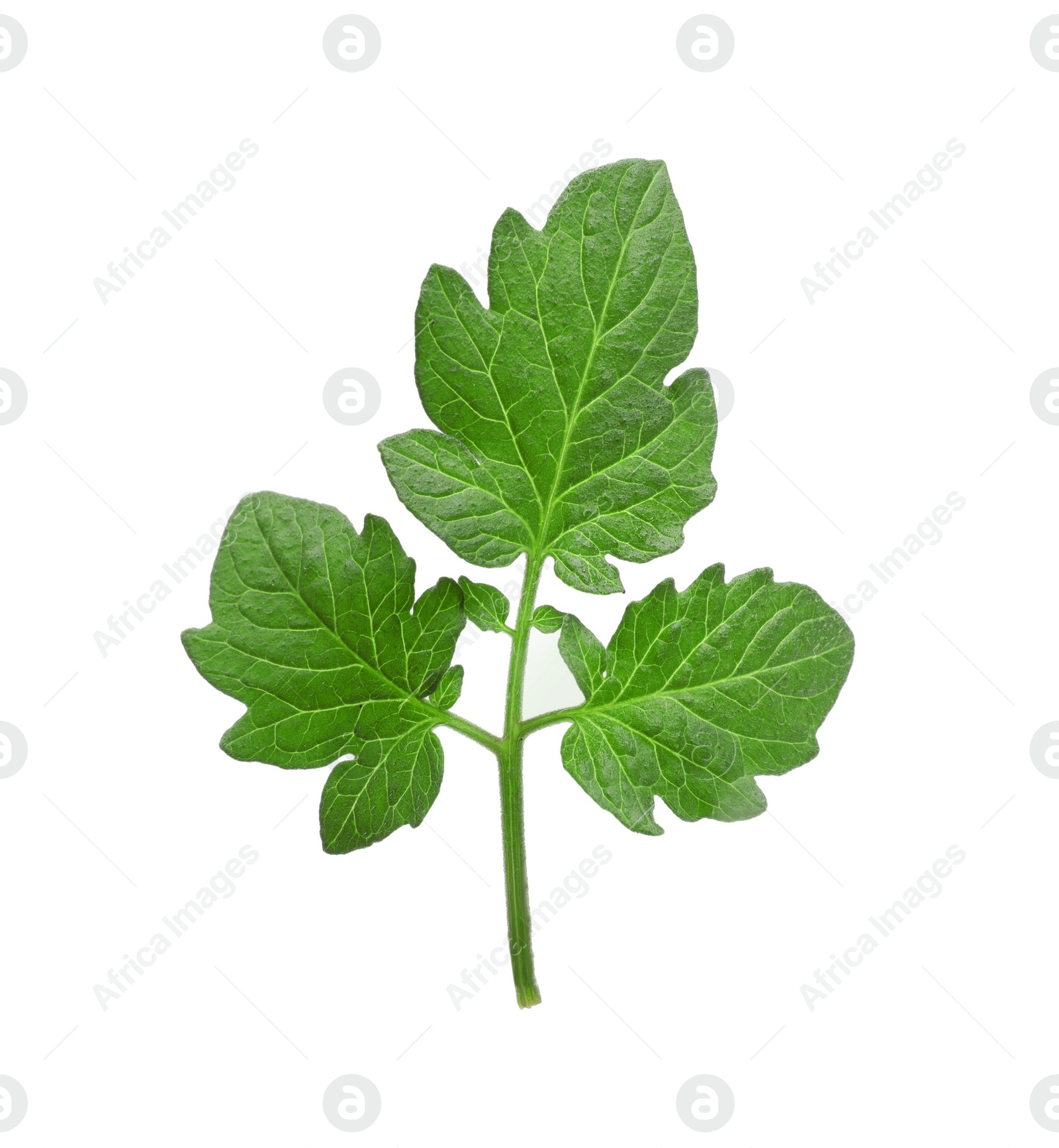 Photo of Branch of tomato plant with leaves isolated on white