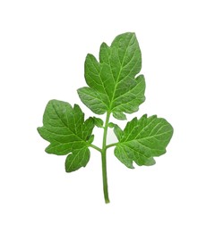 Photo of Branch of tomato plant with leaves isolated on white